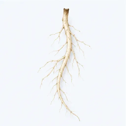 une racine: root