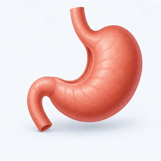 l’estomac: stomach