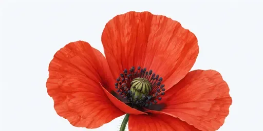 le coquelicot: poppy