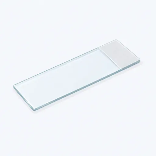 la lame de microscope: microscope slide