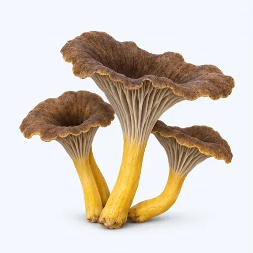 la chanterelle en tube: yellowfoot chanterelle