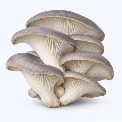le pleurote: oyster mushroom