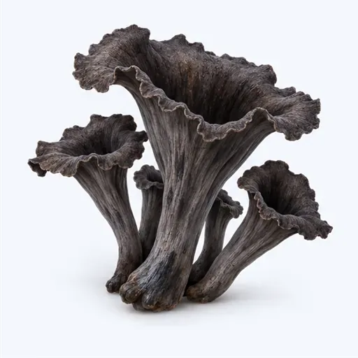 la trompette de la mort: black trumpet mushroom
