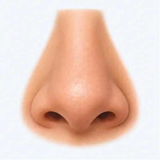 le nez: 鼻子
