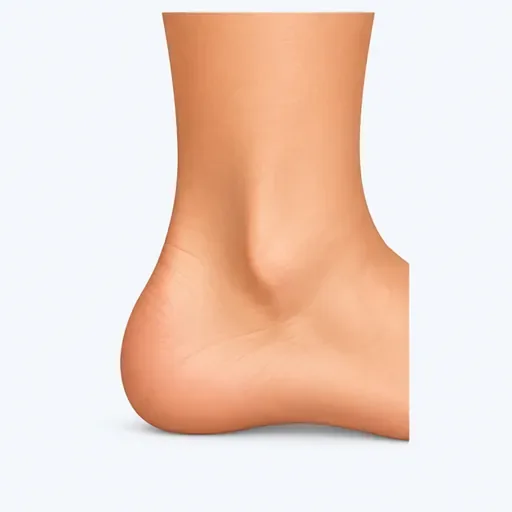 la cheville: ankle