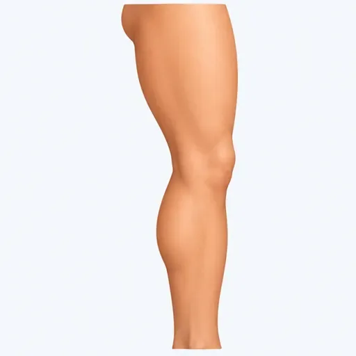 la jambe: leg