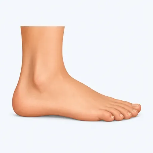 le pied: foot