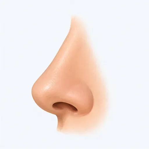 le nez: la nariz