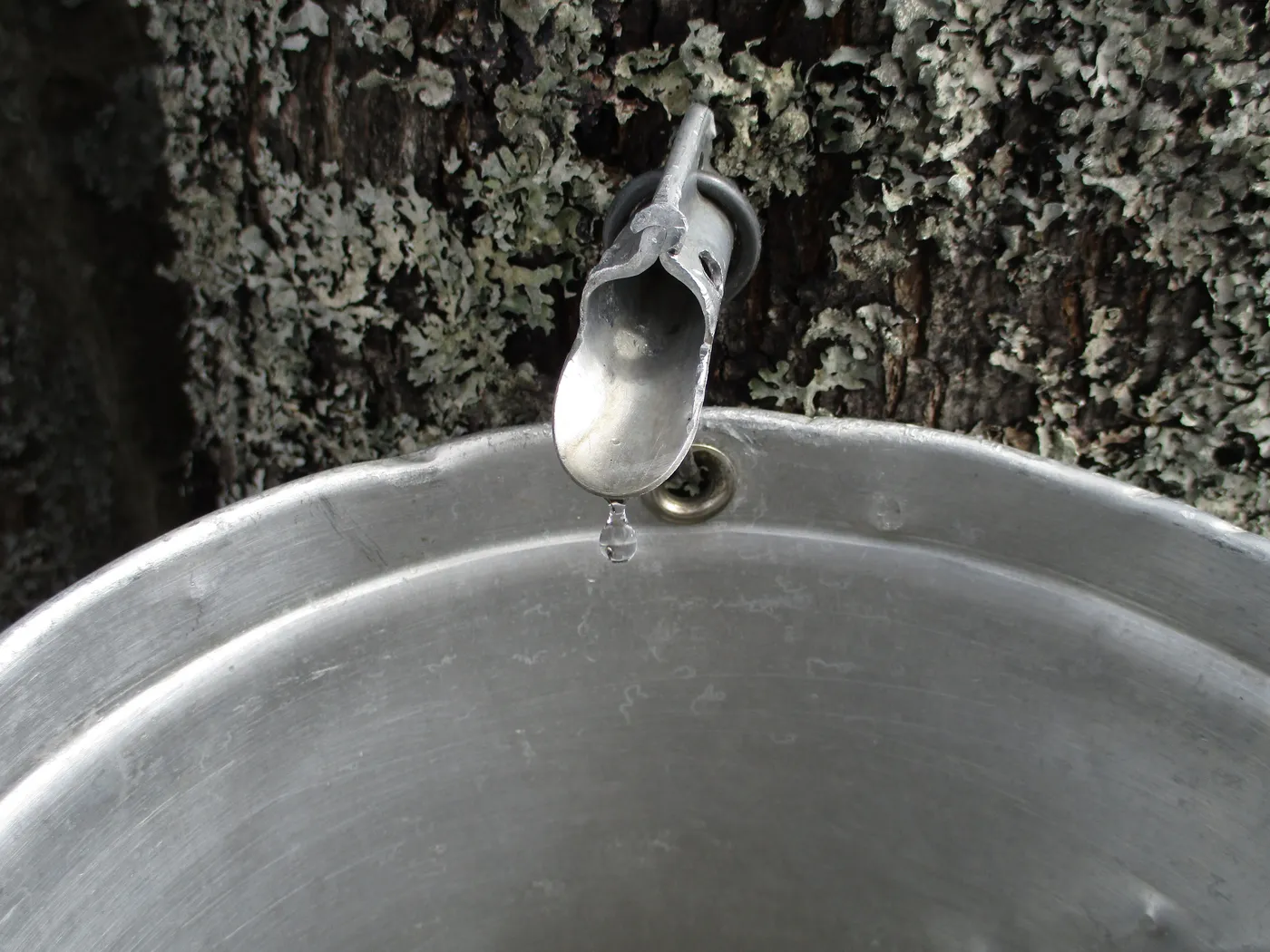 Maple sap dripping from a metal tap into a bucket in Québec.